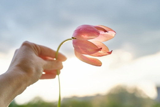 一輪の花